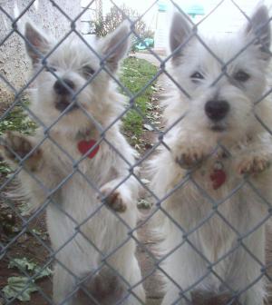 FemaleWestiepuppies